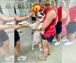 Small #3 American Pit Bull Terrier Mix