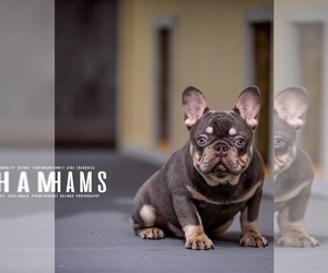 Father of the French Bulldog puppies born on 04/09/2022
