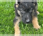 Small Photo #11 German Shepherd Dog Puppy For Sale in JURUPA VALLEY, CA, USA