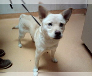 Siberian Husky-Unknown Mix Dogs for adoption in Martinez, CA, USA