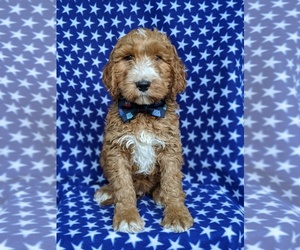 Irish Doodle Puppy for sale in PORT DEPOSIT, MD, USA