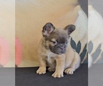Small Photo #8 French Bulldog Puppy For Sale in CHARLOTTE, NC, USA