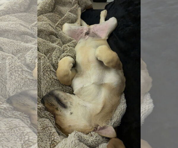 Medium Photo #4 Australian Shepherd-Unknown Mix Puppy For Sale in Aurora, CO, USA