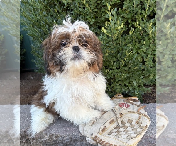 Medium Photo #2 Shih Tzu Puppy For Sale in MIDDLEBURY, IN, USA