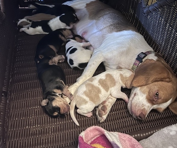 Medium Photo #1 Poogle Puppy For Sale in CLERMONT, FL, USA