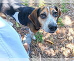 Small #24 Beagle