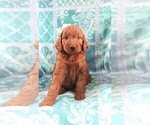 Small Photo #2 Irish Doodle Puppy For Sale in LANCASTER, PA, USA