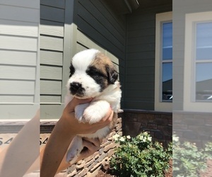 Medium Saint Bernard