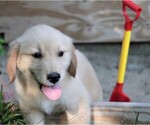Small Photo #11 Golden Retriever Puppy For Sale in JONES, MI, USA
