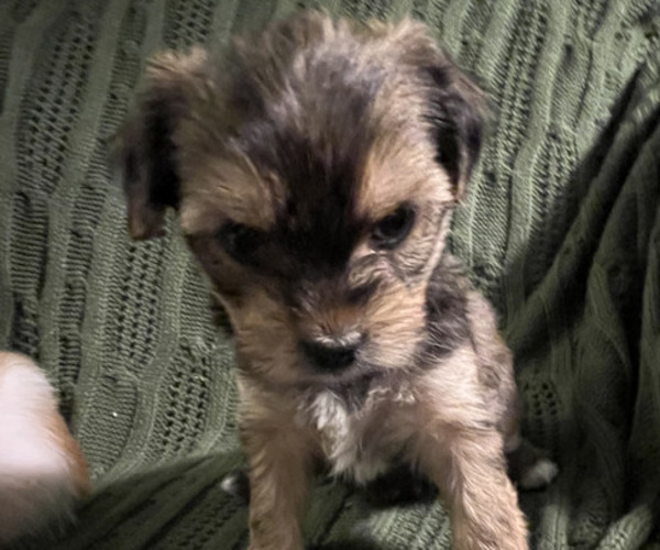 Medium Photo #2 Shorkie Tzu Puppy For Sale in FAIRBORN, OH, USA