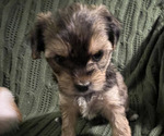 Small Photo #2 Shorkie Tzu Puppy For Sale in FAIRBORN, OH, USA