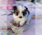 Small #3 Yorkshire Terrier