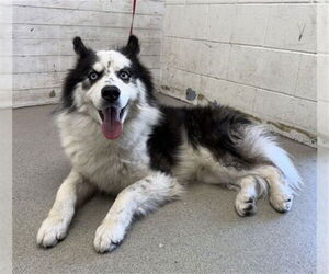 Siberian Husky Dogs for adoption in San Bernardino, CA, USA