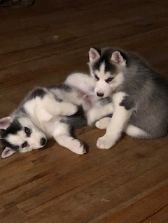 Medium Photo #7 Siberian Husky Puppy For Sale in JOPLIN, MO, USA