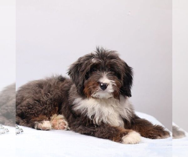 Medium Photo #2 Bernedoodle (Miniature) Puppy For Sale in LIVINGSTON, WI, USA