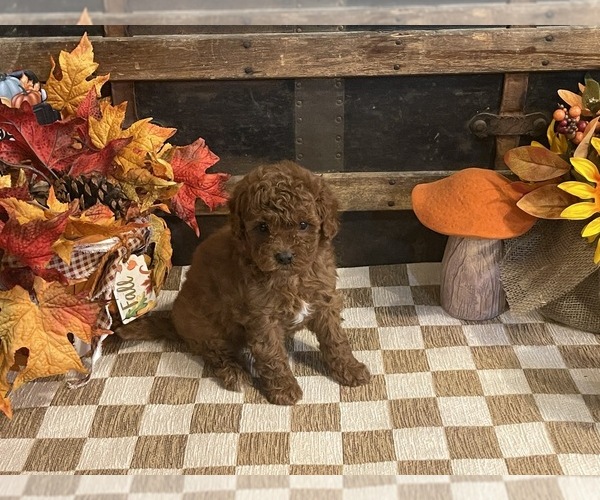 Medium Photo #5 Cavapoo (Miniature) Puppy For Sale in FULTON, KS, USA