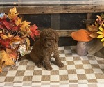 Annie - Female Cavapoo (Miniature) Puppy for Sale - Photo #5