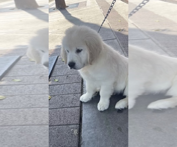 Medium Photo #1 English Cream Golden Retriever Puppy For Sale in ARROWHEAD FARMS, CA, USA