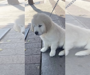 English Cream Golden Retriever Puppy for sale in ARROWHEAD FARMS, CA, USA