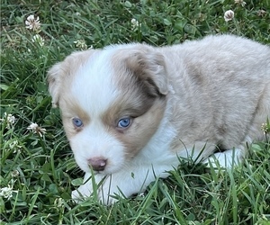 Medium Miniature Australian Shepherd
