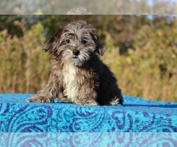 Medium Photo #8 ShihPoo Puppy For Sale in DYERSBURG, TN, USA