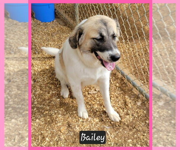 Medium Photo #1 Anatolian Pyrenees Puppy For Sale in Granbury, TX, USA