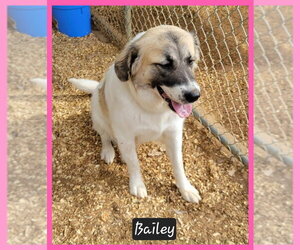 Anatolian Pyrenees Dogs for adoption in Granbury, TX, USA