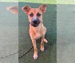 Small #6 Labrador Retriever Mix