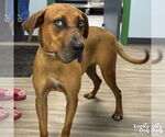 Small #3 Boxer Mix
