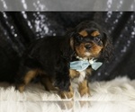 Small #3 Cavalier King Charles Spaniel