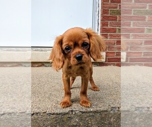 Cavalier King Charles Spaniel Puppy for sale in EVANSVILLE, IN, USA