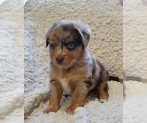 Miniature Australian Shepherd Puppy for sale in AUSTIN, TX, USA