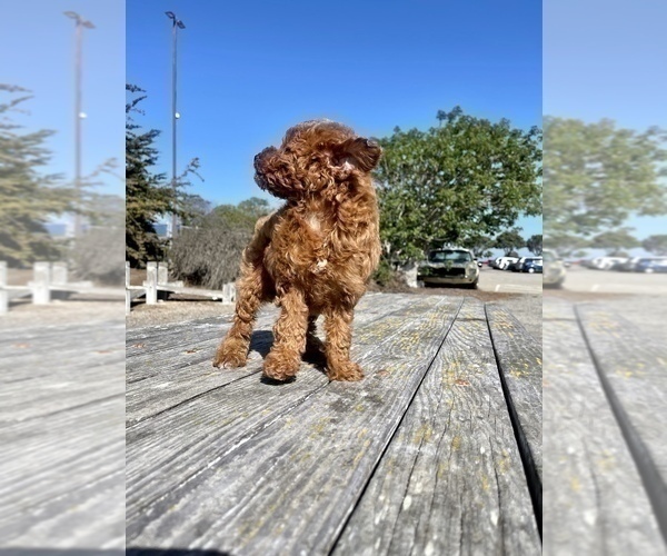 Medium Photo #27 Poodle (Toy) Puppy For Sale in HAYWARD, CA, USA