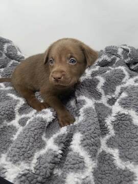 Medium Photo #2 Labrador Retriever Puppy For Sale in CENTRAL CITY, PA, USA