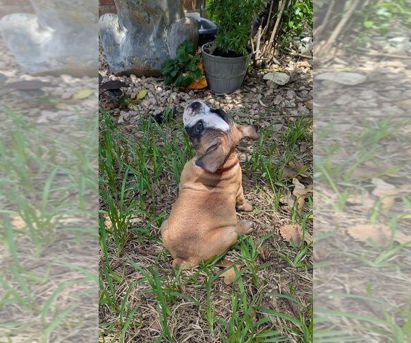 Medium Photo #7 Olde English Bulldogge Puppy For Sale in AUSTIN, TX, USA