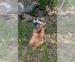 Small #6 Olde English Bulldogge