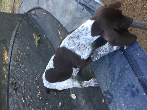 Medium Photo #1 German Shorthaired Pointer Puppy For Sale in TALLAHASSEE, FL, USA