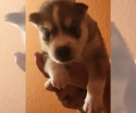 Small Photo #1 Siberian Husky Puppy For Sale in MESA, AZ, USA