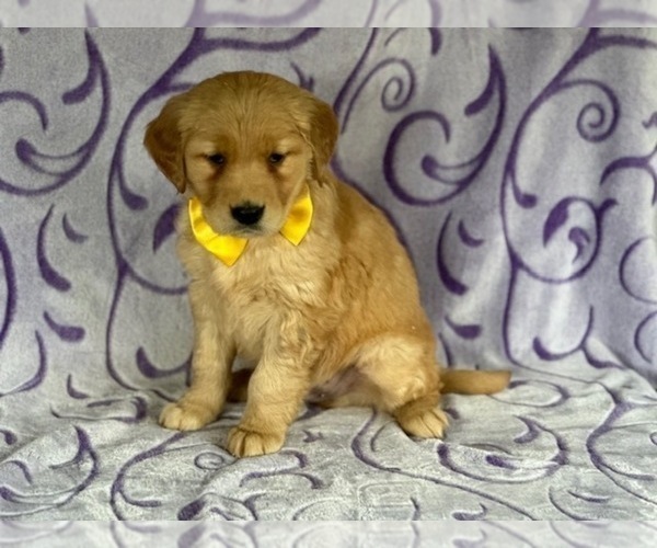 Medium Photo #1 Golden Retriever Puppy For Sale in LANCASTER, PA, USA