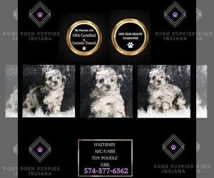Poodle (Miniature) Puppy for sale in WARSAW, IN, USA