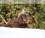 Small #3 ShihPoo