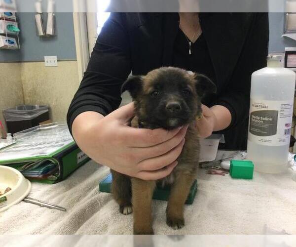 Medium Photo #1 Mutt Puppy For Sale in Riverside, CA, USA