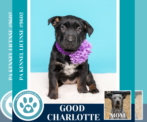 Medium Photo #5 Mutt Puppy For Sale in Kimberton, PA, USA