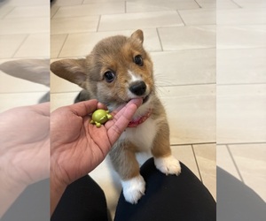 Pembroke Welsh Corgi Puppy for sale in OAKLEY, CA, USA