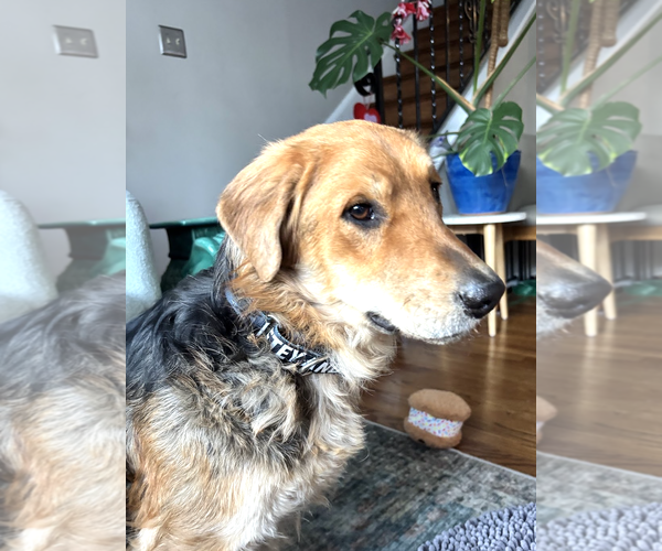 Medium Photo #3 Golden Retriever-Unknown Mix Puppy For Sale in Rockville, MD, USA