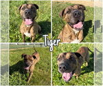 Small #4 American Staffordshire Terrier