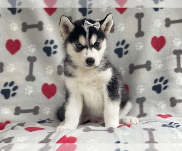 Medium Photo #2 Siberian Husky Puppy For Sale in LAKELAND, FL, USA