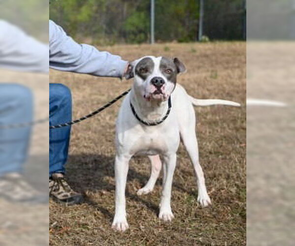 Medium Photo #4 Mutt Puppy For Sale in Glen Allen, VA, USA
