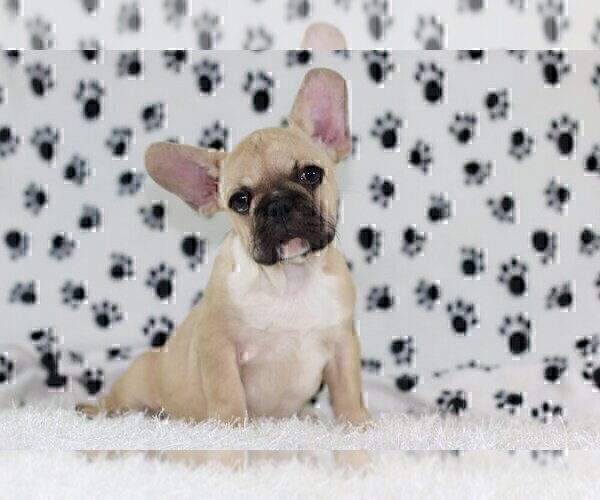 Medium Photo #3 French Bulldog Puppy For Sale in KENILWORTH, IL, USA