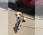 Small #6 Toy Rat Doxie